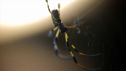Striped spider sitting in its web. Stock Footage 88406567