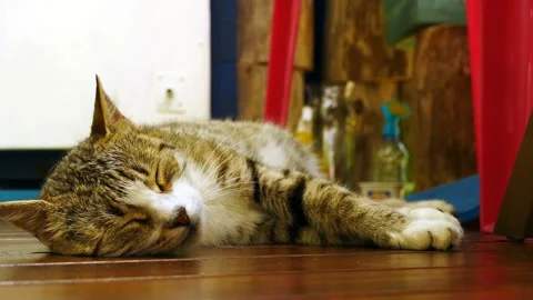 Striped spotted cat napping on the floor close-up Stock Footage 158880373