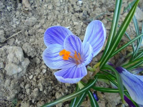 Striped spring crocus blooming from bare soil in a Central European garden Stock Photos