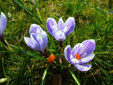 Striped spring crocus blossoms in grass, close-up in early spring Stock Photos