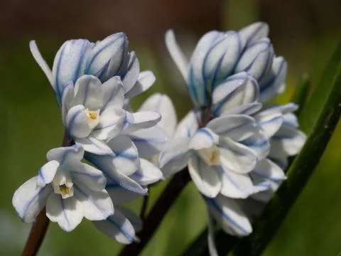 Striped squill in meadow in spring time Foto stock