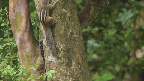 Striped Squirrel Climbing a Tree Trunk in Lush Tropical Forest Stock Footage 345621372