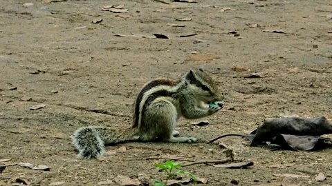 Striped squirrel eating on reddish dirt ground Stock Footage 344156697