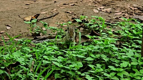 Striped squirrel standing in green foliage on dirt ground Stock Footage 344153010