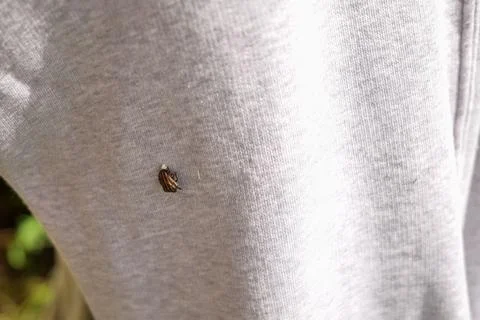 Striped Stink Bug Laying Eggs on Gray Fabric Stock Photos