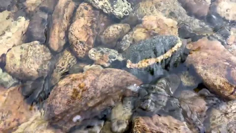 The striped stone is visible through the flow of the river 스톡 동영상 222722348