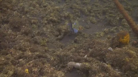 Striped surgeonfish Stock Footage 10737767