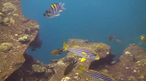 Striped Sweetlips Stock Footage 10738023
