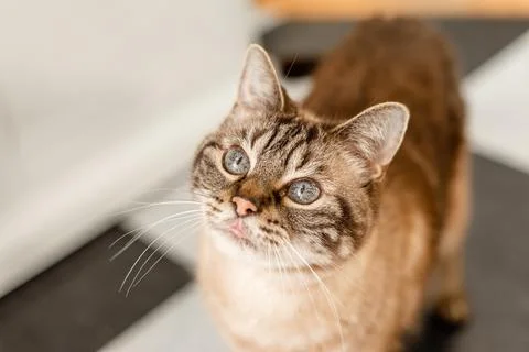 Striped tabby cat looking up, selective focus on eyes and ears Stock Photos