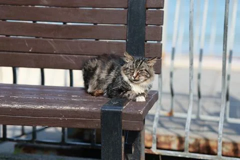 Striped tabby cat lying on old wooden bench in park. Furry street animal re.. Stock Photos