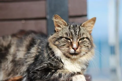 Striped tabby cat lying on old wooden bench in park. Furry street animal re.. Stock Photos