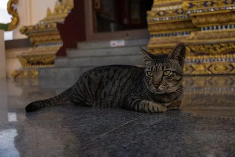 Striped tabby cat lying on a polished stone floor near decorative steps in an Stock Photos