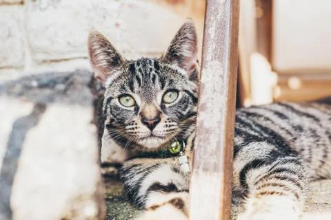 Striped tabby cat lying watching the camera Stock Photos