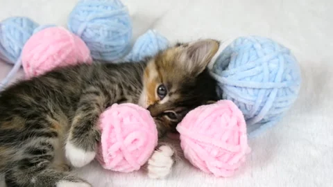 Striped tabby cat playing with pink and light blue balls skeins of thread on Stock Footage 255851753