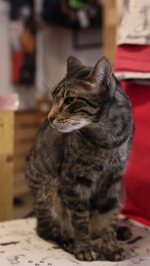 Striped tabby cat sits on soft cushion with a serious focused expression Video stock 346974484
