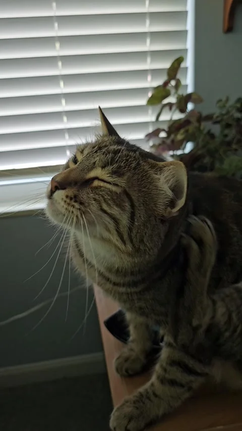 Striped tabby cate scratching ear with back foot vertical video Stock Footage 335602177