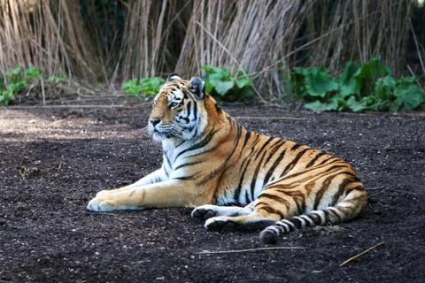 Striped terror Stock Photos