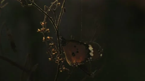 Striped tiger common butterfly Stock Footage 152942663
