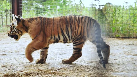 Striped tiger cub striding confidently across zoo enclosure, displaying youthful Vidéo 307313298