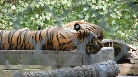 Striped Tiger Laying Down On Its Side Resting Relaxing In Summer Heat Behind Vídeos de archivo 165698157