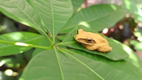 Striped Tree Frog Stock Footage 270930031