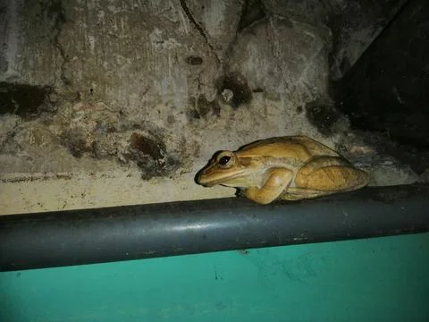 Striped tree frog is the name of a type of frog that usually lives in trees. Stock Photos