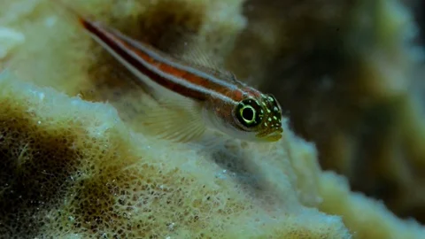 Striped Triplefin Stock Footage 112233990
