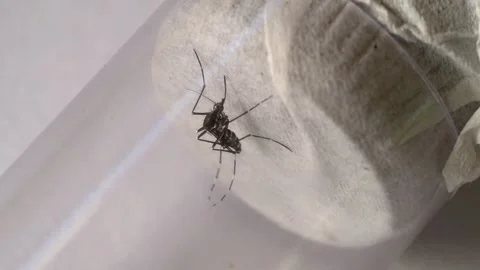 Striped Tropical Insect Crawling on Surface Extreme Macro View 動画素材 337612840