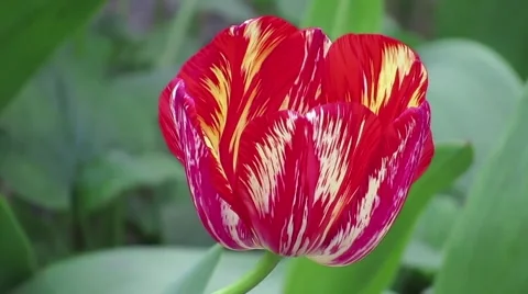 Striped tulip on green background Stock Footage 62202126