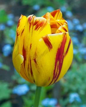 Striped tulip Stock Photos