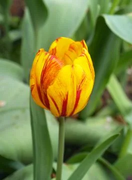 Striped tulip Stock Photos