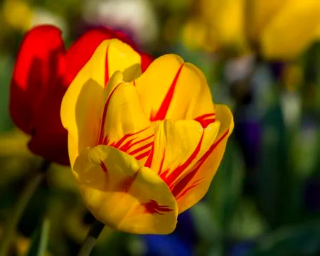 Striped Tulip Stock Photos