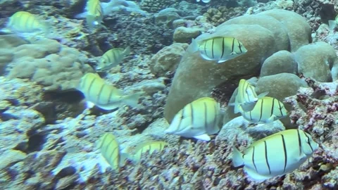 Striped Tuna Journey Through a Sun-Dappled Coral Paradise Stock-Footage 341066765