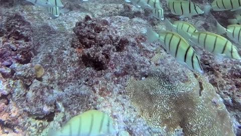 Striped Tuna School Glides Over Vibrant Coral Reef Vidéo 340457440