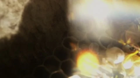 Striped Wasp Crawling on Honeycomb Closeup Stock Footage 66417911