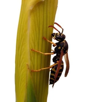 A striped wasp. Stock Photos
