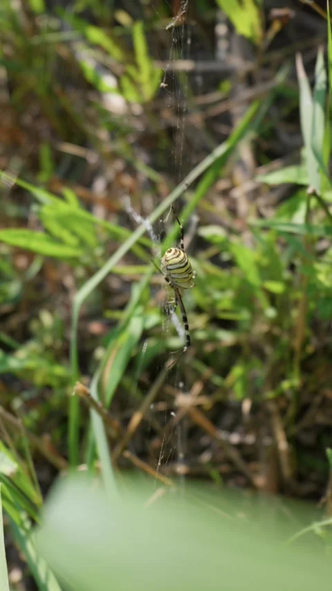 Striped Wasp Spider Hanging on Web Among Tall Green Grass Blades Stock Footage 342183272