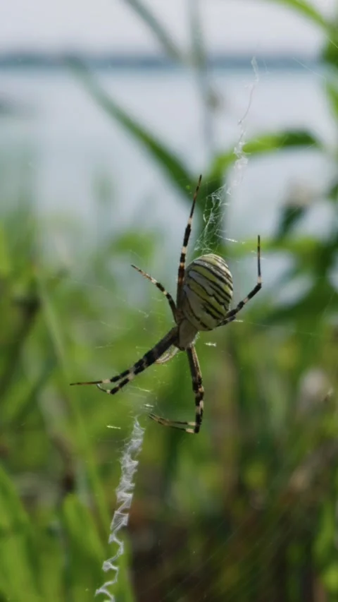 Striped Wasp Spider Hanging on Web in Natural Lake Environment Stock Footage 342769925