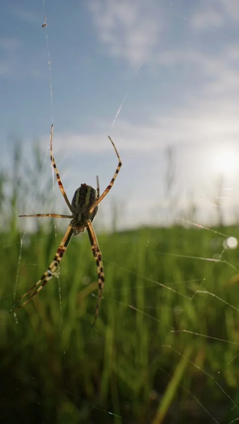 Striped Wasp Spider Hanging on Web in Sunny Grassland Meadow Macro Video stock 345165629