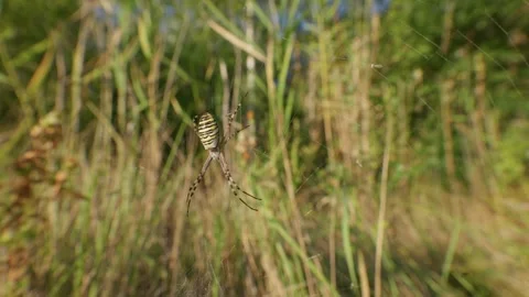 Striped Wasp Spider Waiting on Cobweb in Tall Grass Field Outdoors Stock Footage 345161818