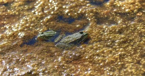 Striped water frog in a stream close up high resolution. Stock Photos
