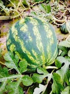 Striped watermelon growing on the vine. Stock Photos