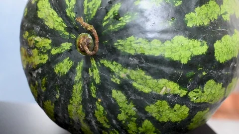 Striped watermelon lying on the table in the kitchen for eating for dessert Video stock 96376822