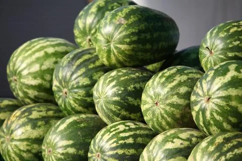 Striped watermelons Stock Photos