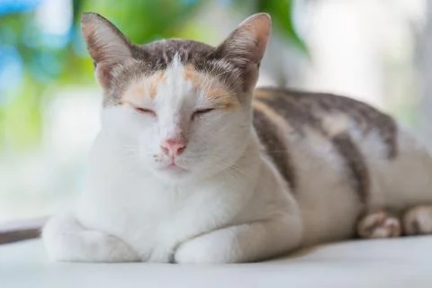 Striped with white a cat Stock Photos