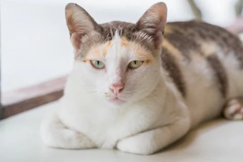 Striped with white a cat Stock Photos