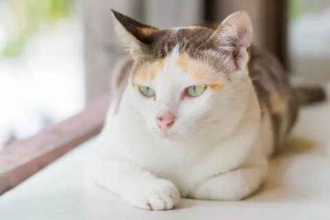 Striped with white a cat Stock Photos