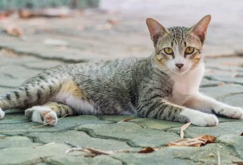 Striped with white a cat Stock Photos