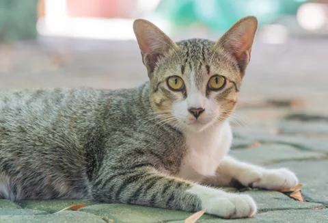 Striped with white a cat Stock-Fotos
