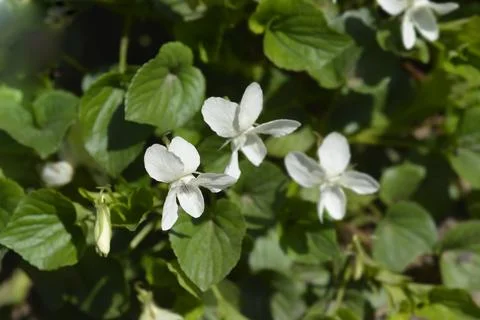 Striped white violet Stock Photos